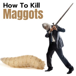 How to kill maggots