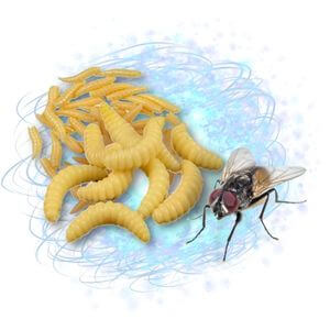 Control flies and  prevent maggots in trash cans with the BagEZ system